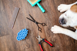 close up image of dog paws and grooming tools on the ground