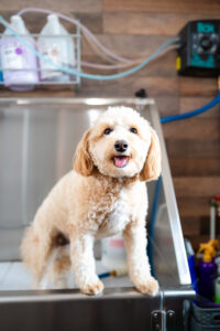small tan dog standing in the dog washing sink during a branding session