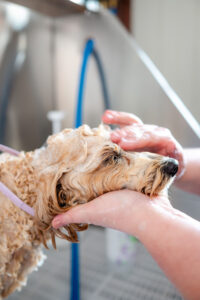 close up image of small tan dog getting shampooed by a pet groomer