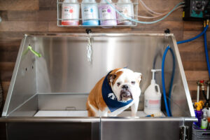 a dog in a bath tub during a pet groomer branding session